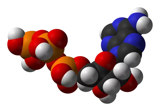 Space-filling model of an ATP molecule which has a chain of phosphate groups (orange and red spheres)
