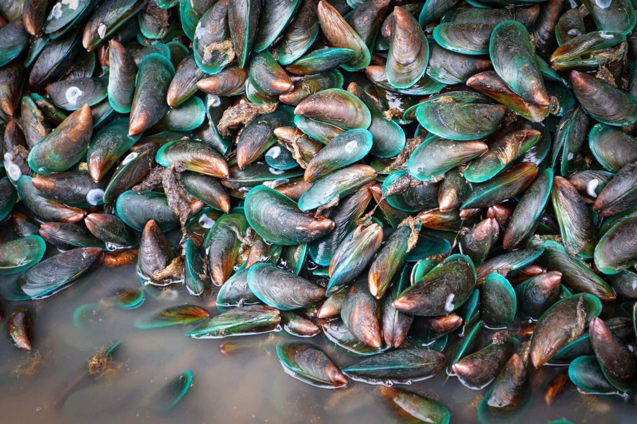 Everything About Green Lipped Mussels The Complete Guide
