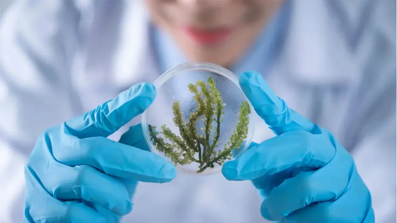 A scientist wearing blue gloves holds a petri dish containing a green, plant-like specimen.