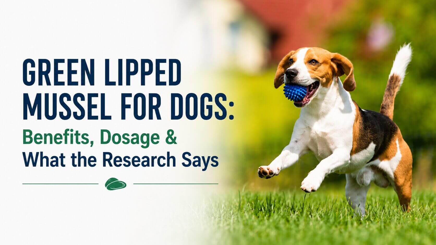 Green Lipped Mussel for Dogs: Benefits, Dosage & What the Research Says