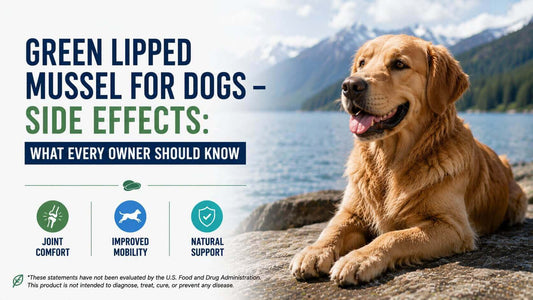 Green Lipped Mussel for Dogs — Side Effects: What Every Owner Should Know