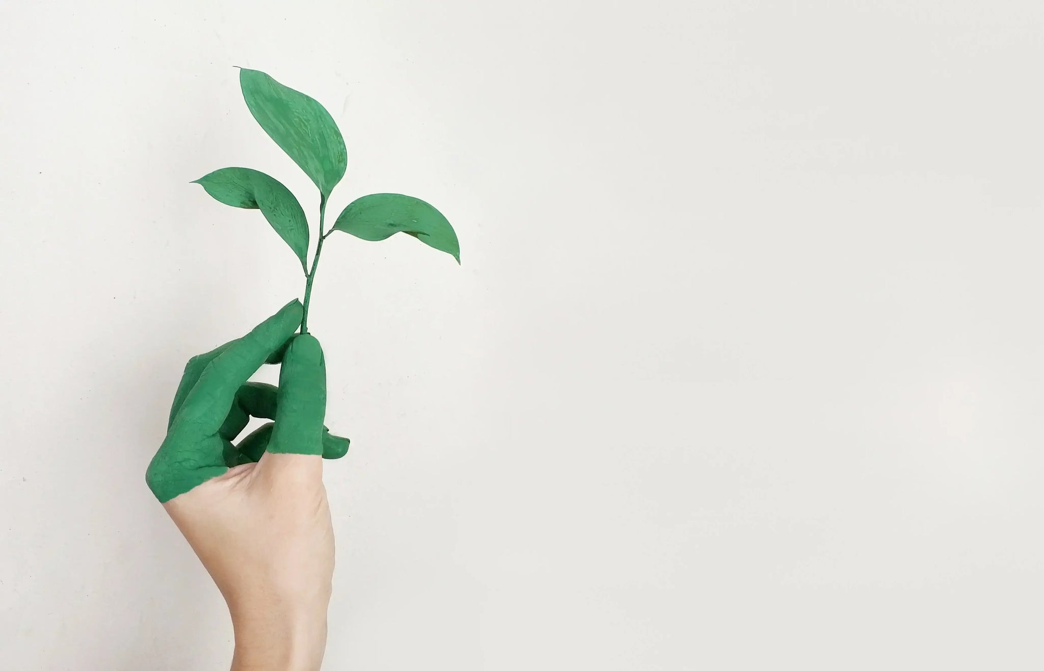 A hand, partially painted green, holds a small, Are green sprouting plant against a plain white background.