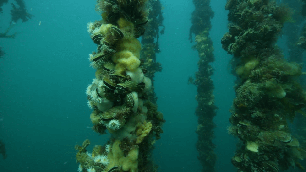 At GLX3, we sustainably source Green Lipped Mussels because we’re in this for long-haul