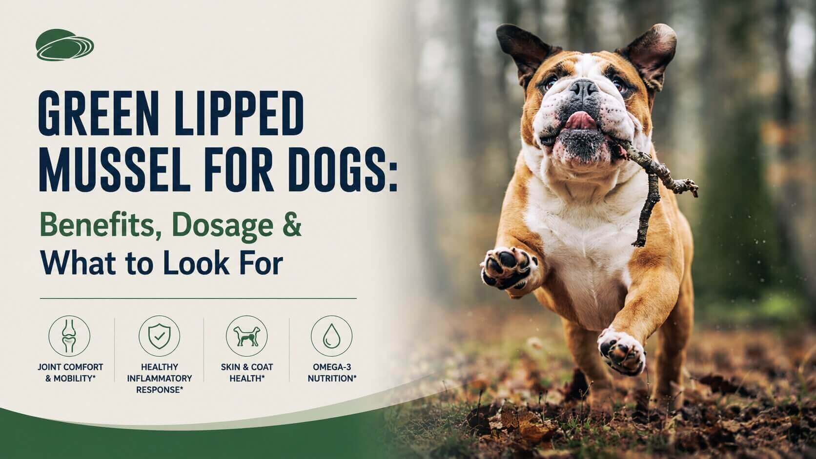 Green Lipped Mussel for Dogs: Benefits, Dosage & What to Look For