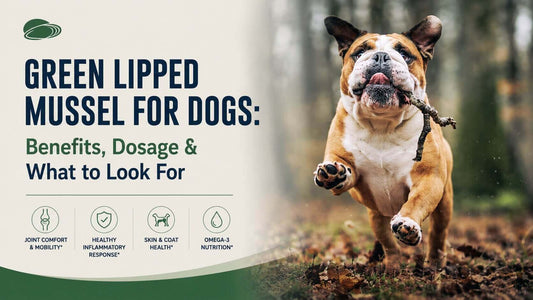Green Lipped Mussel for Dogs: Benefits, Dosage & What to Look For