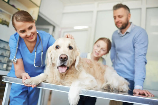 A golden retriever lies on a veterinarian's examination table while being examined by a smiling female veterinarian in blue scrubs.