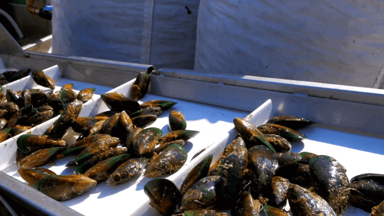 How Green Lipped Mussel Oil is Made and Harvested - Fresh green lipped mussels on display for harvesting.