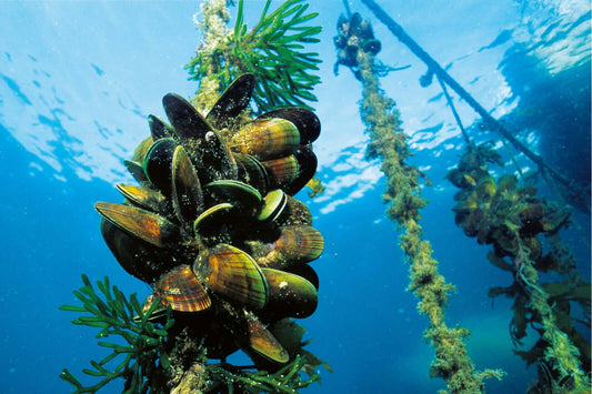 Underwater scene showing a cluster of mussels attached to a rope, surrounded by green seaweed and other aquatic vegetation