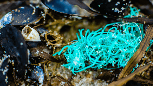 The "Toxic Seattle Mussel" vs GLX3 New Zealand Green Lipped Mussel