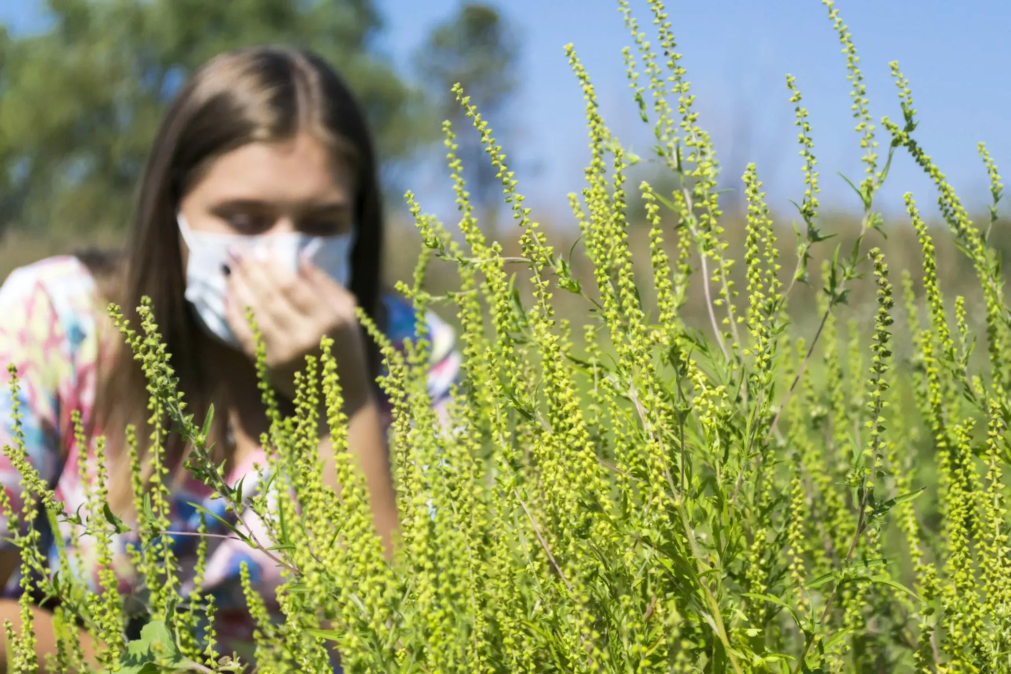 A person wearing a mask leans close to a large patch of green, flowering plants.