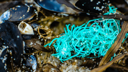 The "Toxic Seattle Mussel" vs GLX3 New Zealand Green Lipped Mussel with marine debris and mussels on the shore.