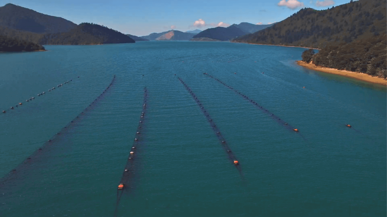 Aerial view of water with lines indicating mussel cultivation in a serene landscape, GLX3 Video - KNOW YOUR SOURCE!