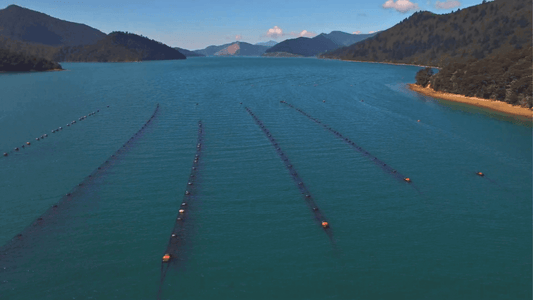 Aerial view of water with lines indicating mussel cultivation in a serene landscape, GLX3 Video - KNOW YOUR SOURCE!