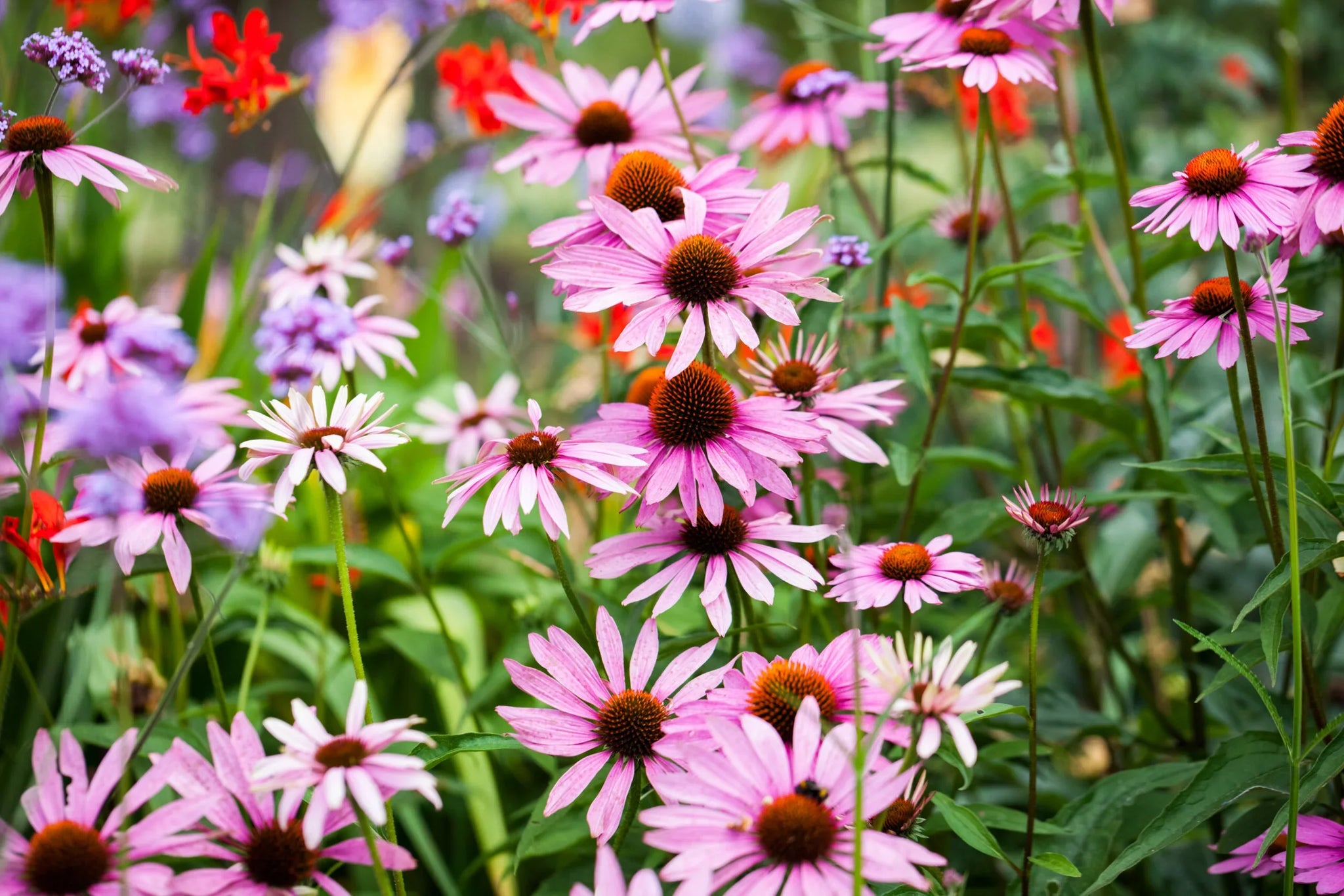 A vibrant garden with an array of blooming flowers, predominantly featuring pink coneflowers with spiky black centers