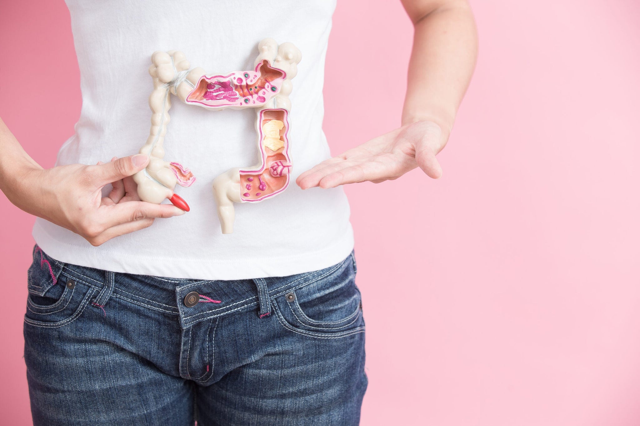 A person wearing a white shirt and blue jeans is holding a model of the human digestive system over