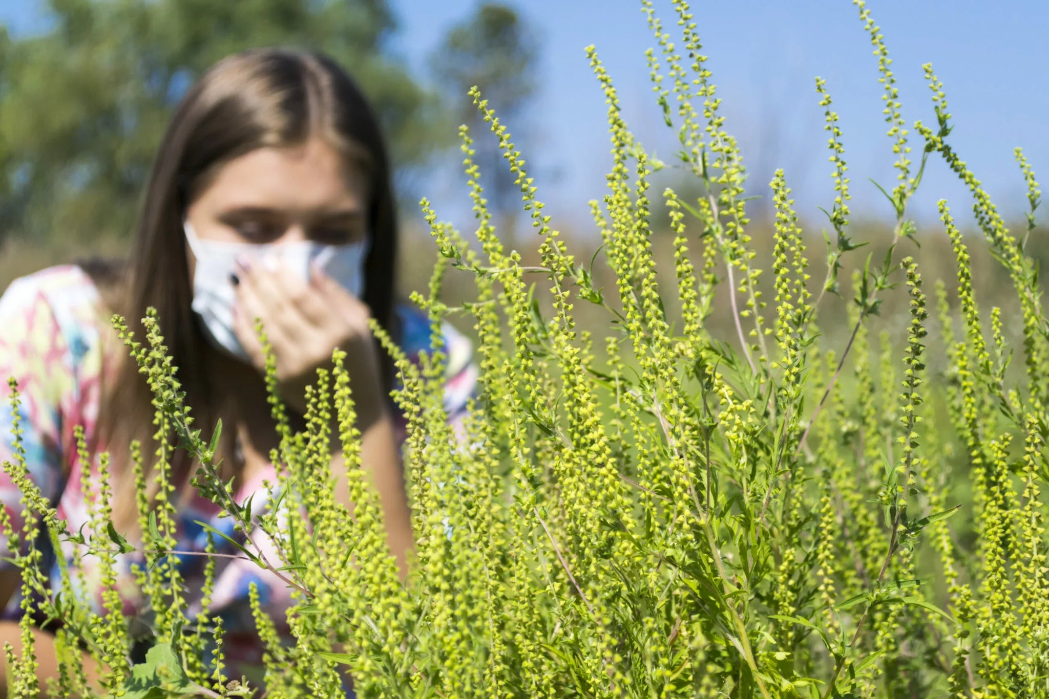 A person wearing a mask leans close to a large patch of green, flowering plants.