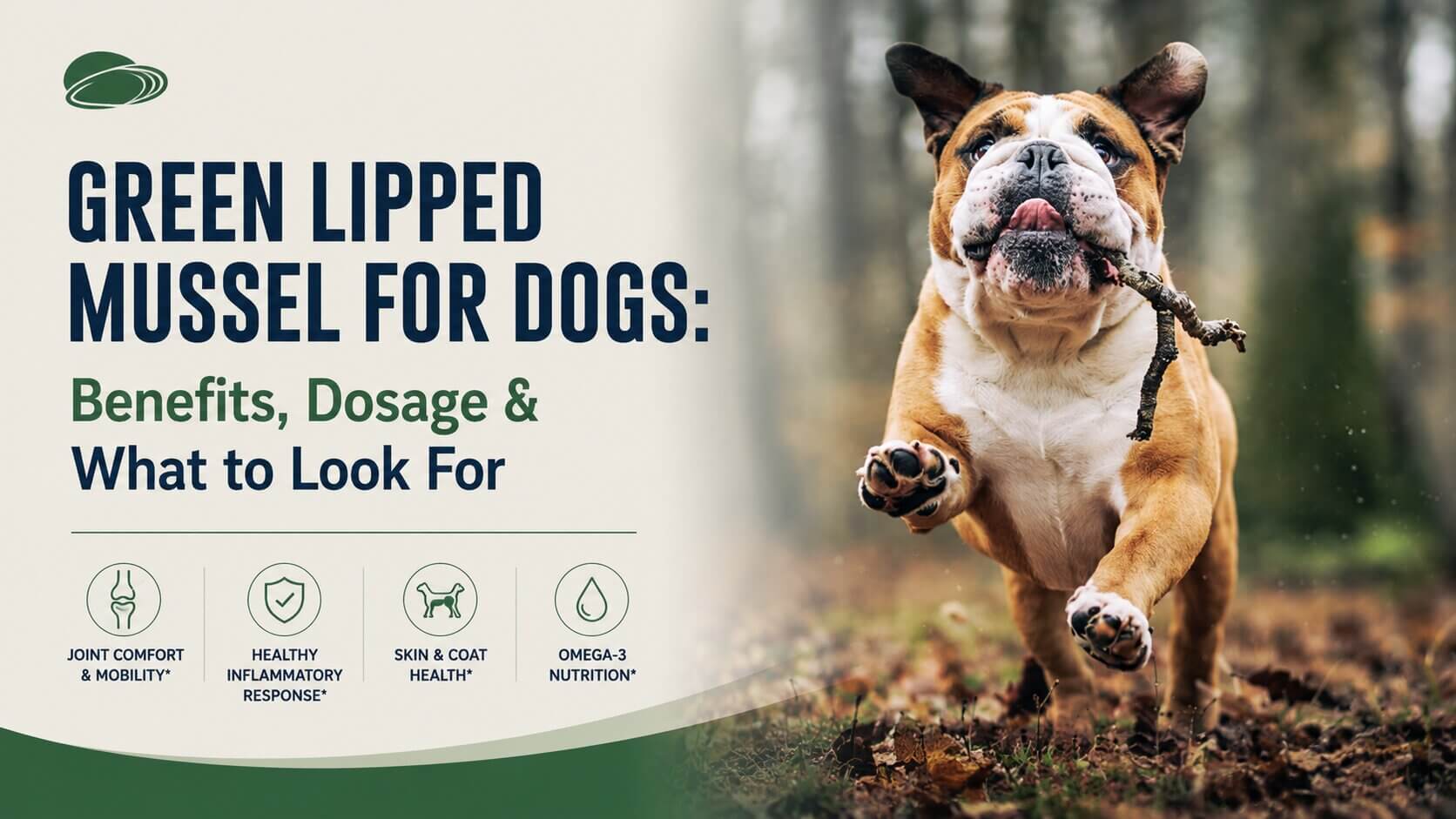 Green Lipped Mussel for Dogs: Benefits, Dosage & What to Look For