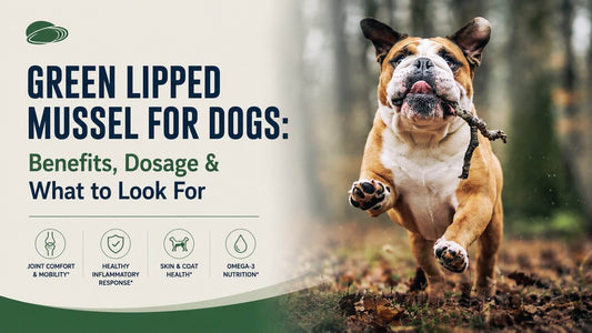 Green Lipped Mussel for Dogs: Benefits, Dosage & What to Look For