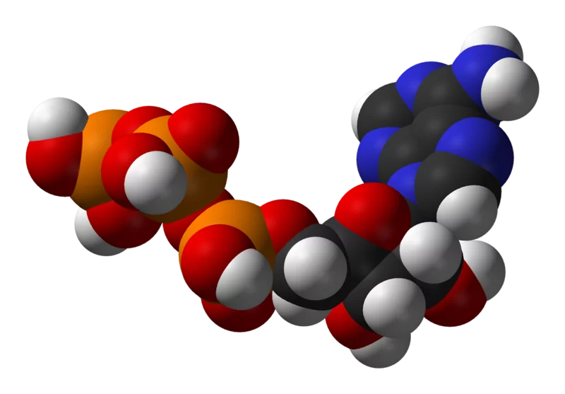 Space-filling model of an ATP molecule which has a chain of phosphate groups (orange and red spheres)