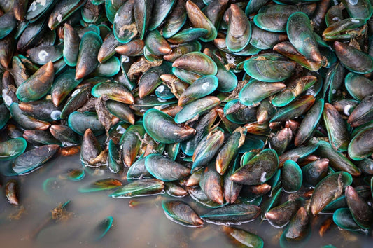 Everything About Green Lipped Mussels