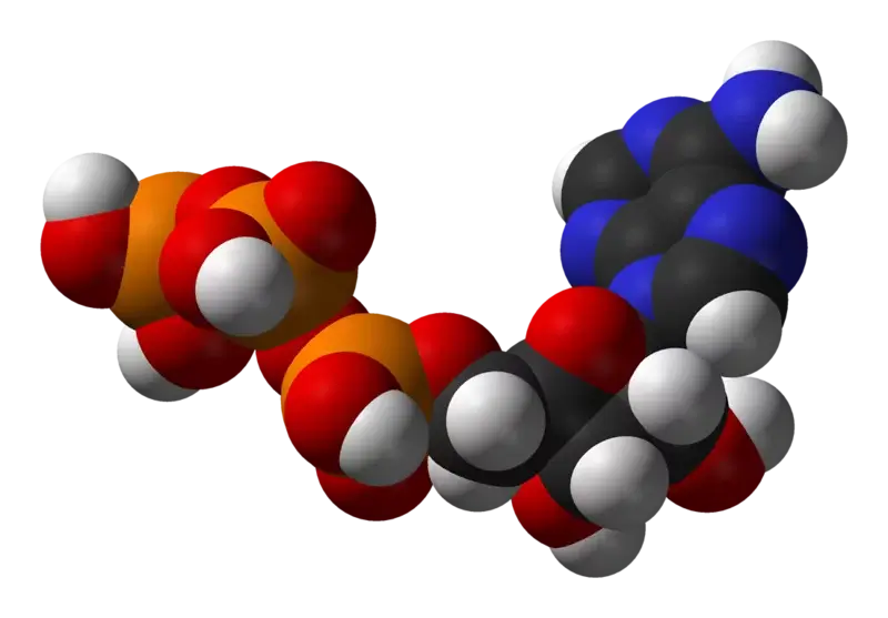 Space-filling model of an ATP molecule which has a chain of phosphate groups (orange and red spheres)