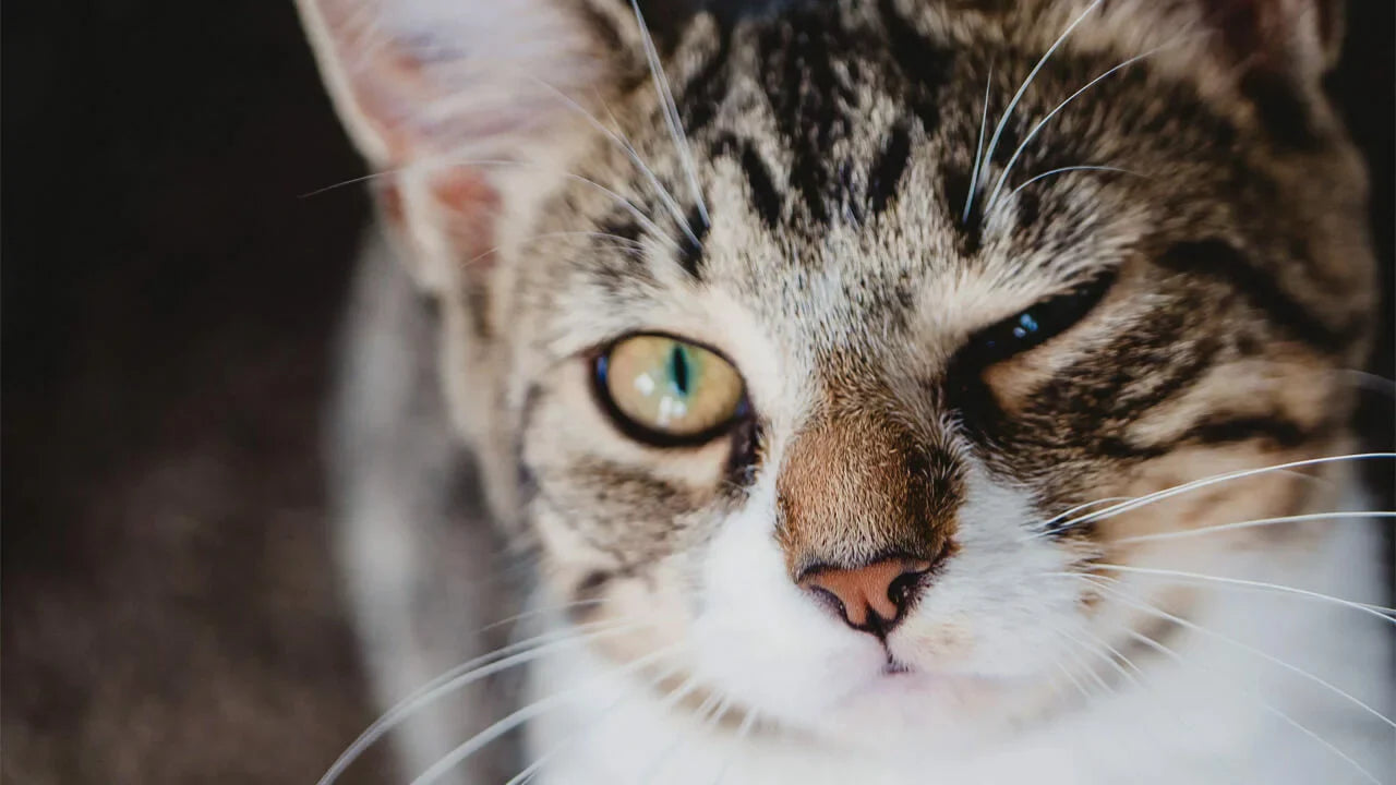 Close-up of a tabby cat with green eyes, its left eye closed and right eye open, staring directly at the camera.