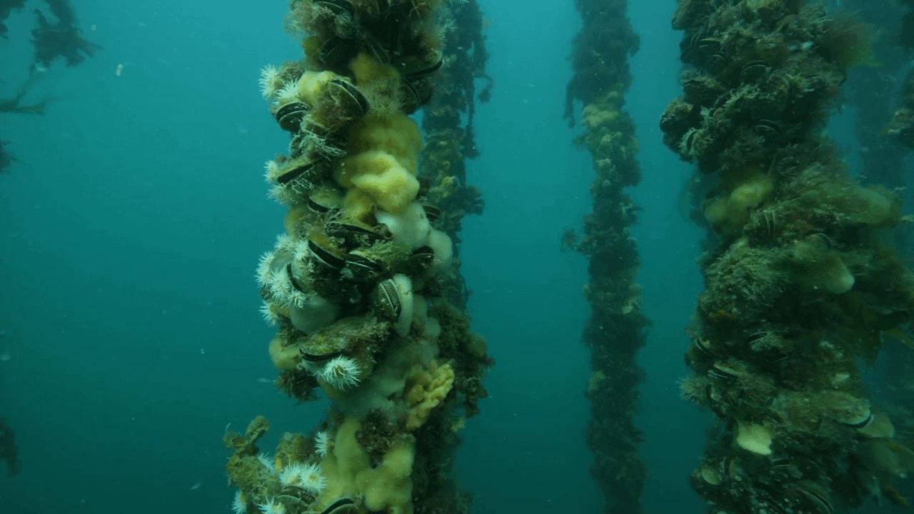 At GLX3, we sustainably source Green Lipped Mussels because we’re in this for long-haul