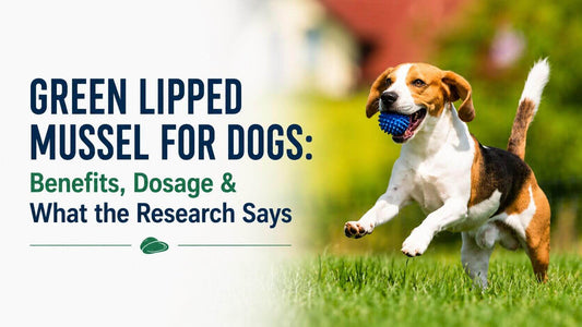 Green Lipped Mussel for Dogs: Benefits, Dosage & What the Research Says