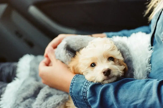A small, fluffy puppy is wrapped in a soft, gray blanket and cradled in someone's arms.