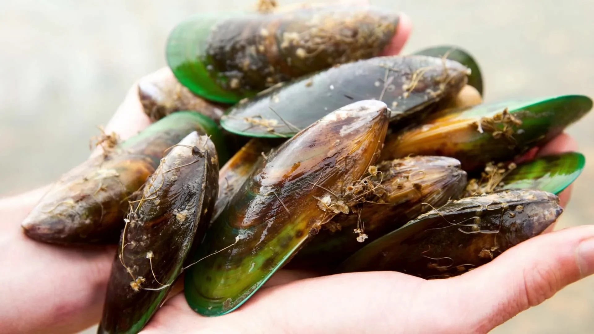 A close-up image of several green-lipped mussels held in two hands. The mussels have dark brown and green shells, with some small bits of debris attached.