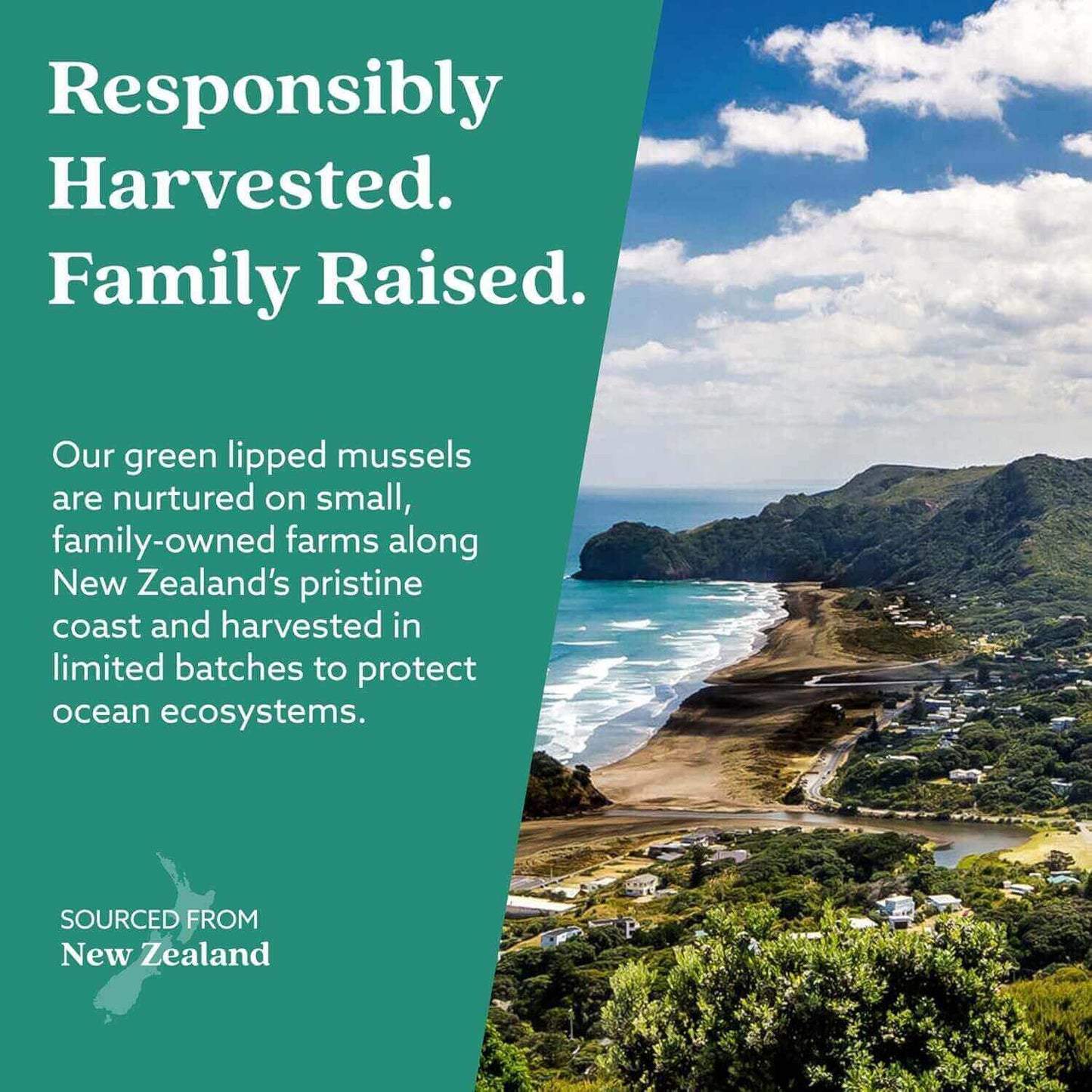 GLX3 - Extra Strength Green Lipped Mussel Oil (3 Months Off) responsibly sourced from family-owned New Zealand farms.