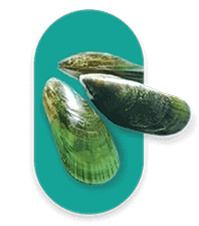 Green Lipped Mussel Oil
